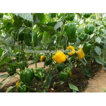 SP25 Jinkou f1 hybride jaune capsicum graines de poivrons graines